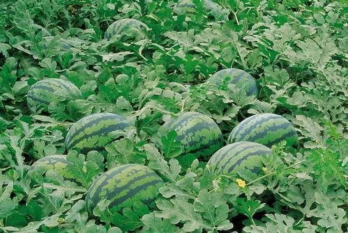 高校黑料吃瓜群,吃瓜群里的校园风云录