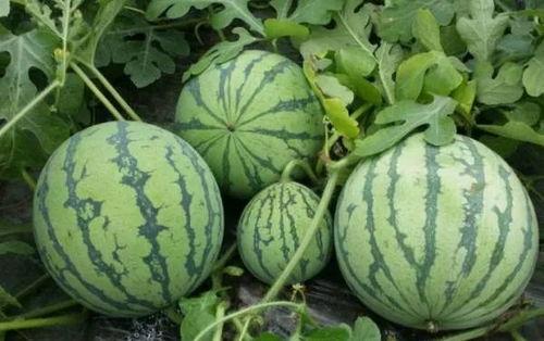 五一黑料吃瓜导航,揭秘五一假期热门事件背后的真相